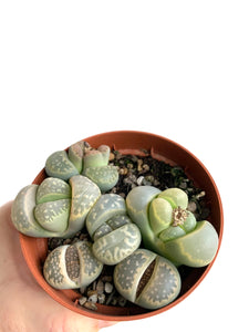 Lithops Gyvieji akmenys