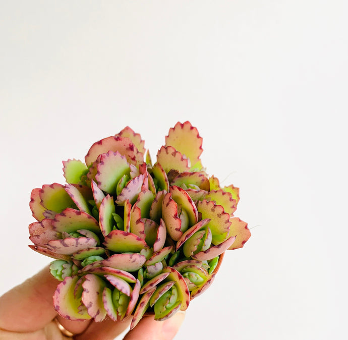 Kalanchoe