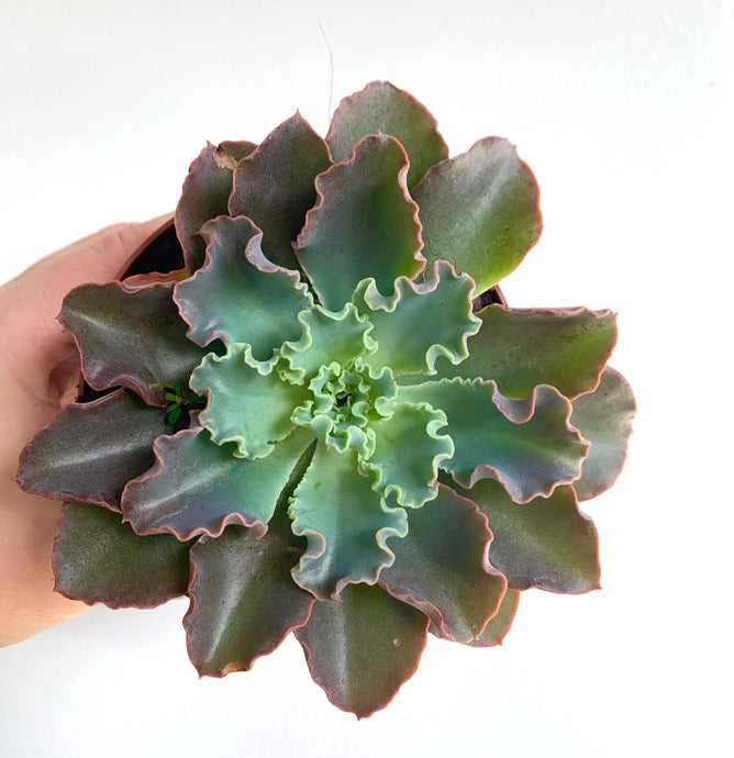 Echeveria Shaviana