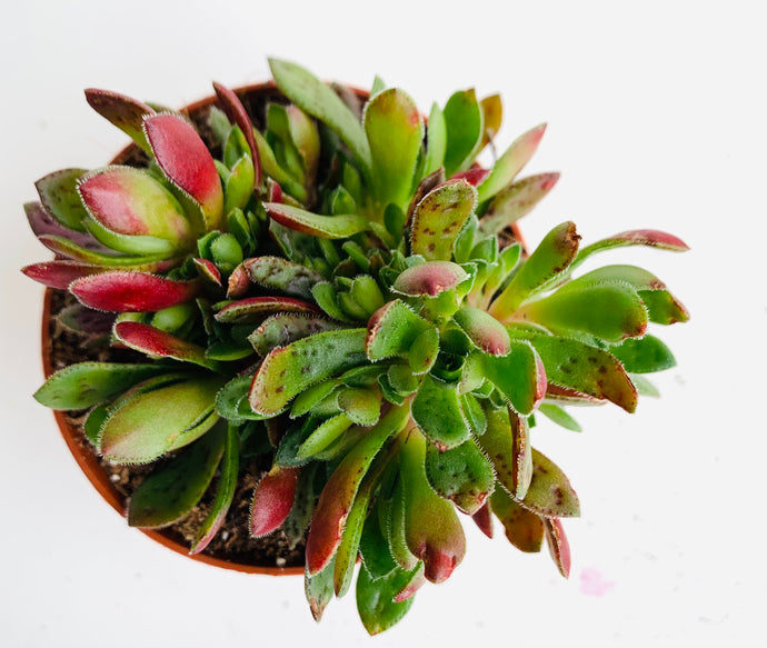 Crassula schmidtii