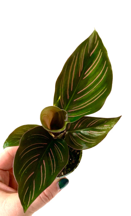 Calathea Beauty star