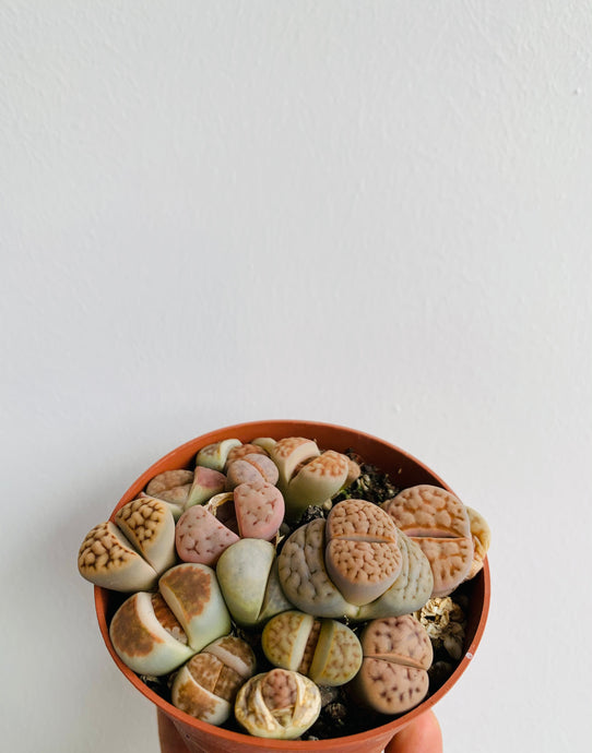 Lithops