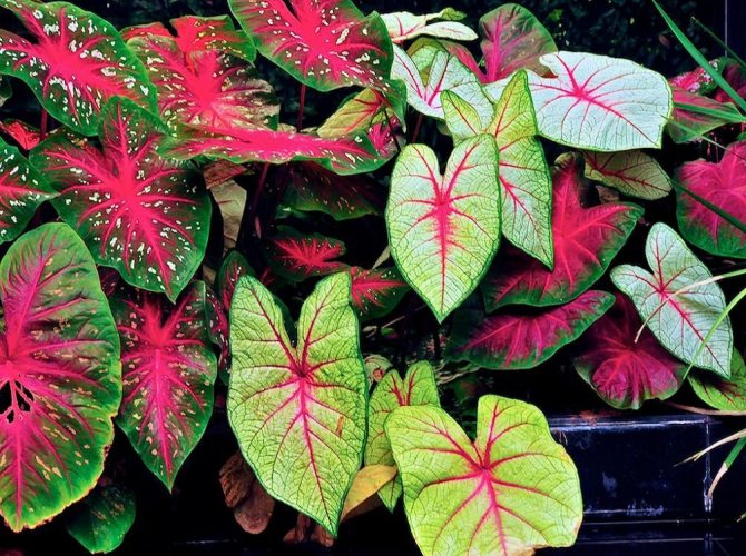 Caladium mix 5vnt.