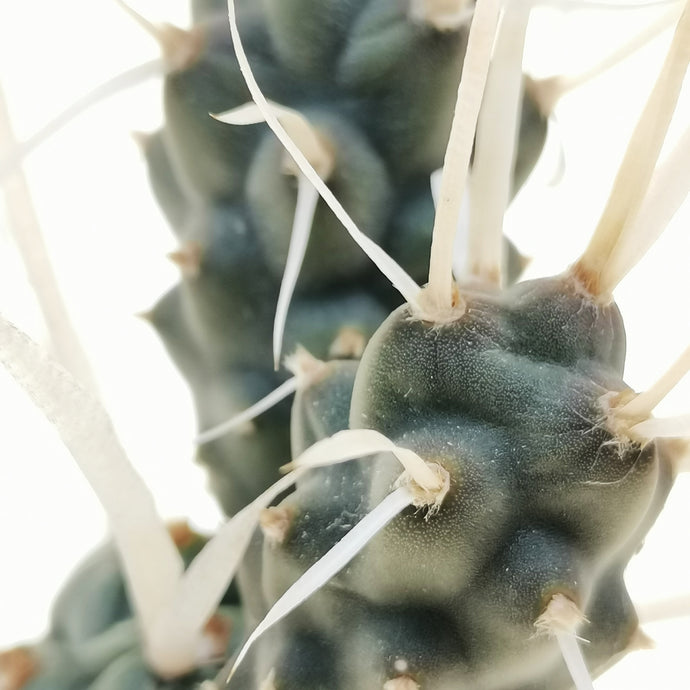 Tephrocactus articulatus papyracanthus