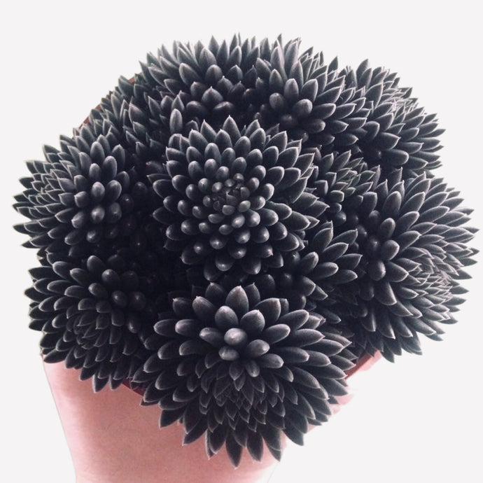 Sinocrassula yuanensis Napoli noire