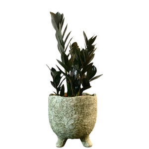 Zamioculcas zamifolia Black Raven