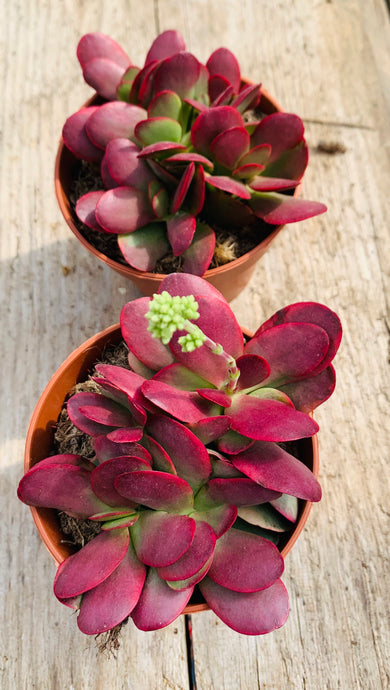 Crassula nudicaulis var.platyphyla Burgundy