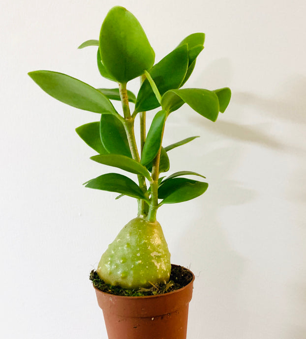 Hydnophytum papuanum