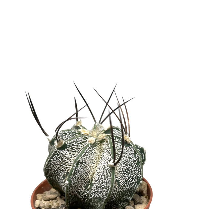 Astrophytum capricorne