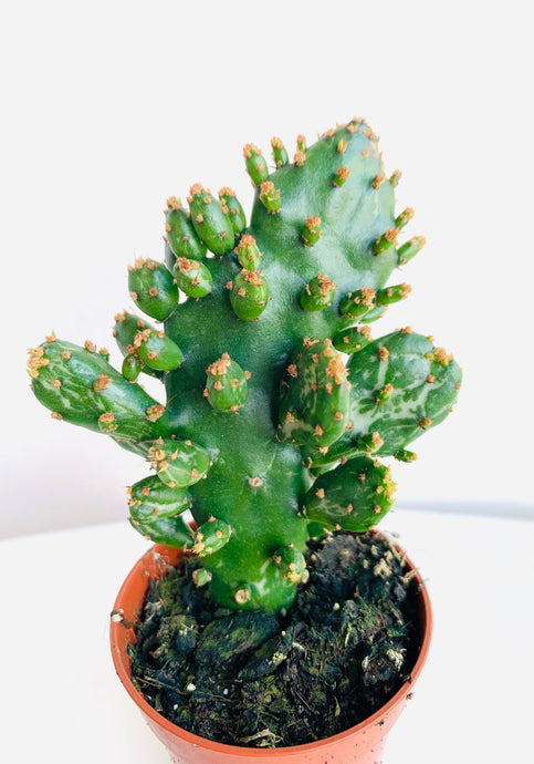 Opuntia Tuna Juveniel