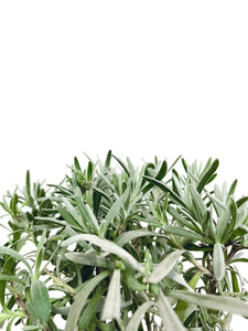 Lavandula angustifolia