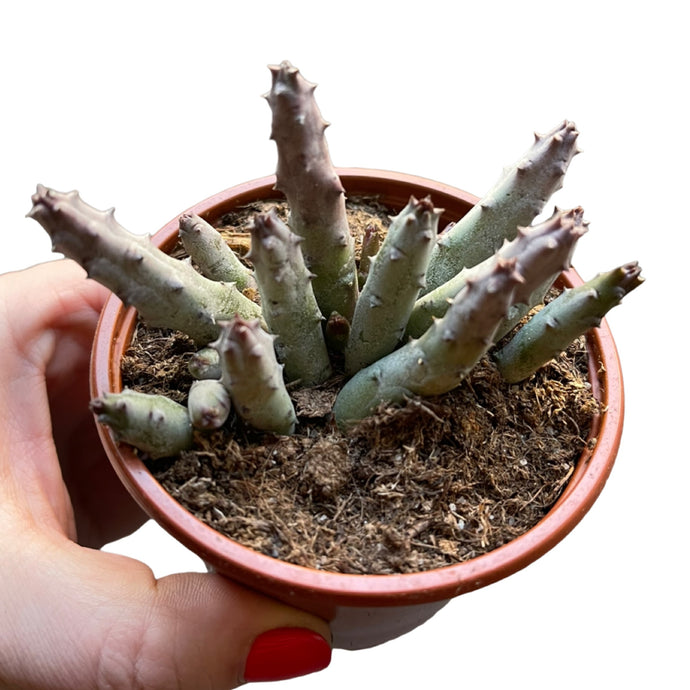 Huernia Pendurata