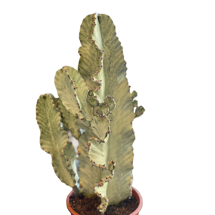 Euphorbia Ingens Erytrea variagata Marmorata