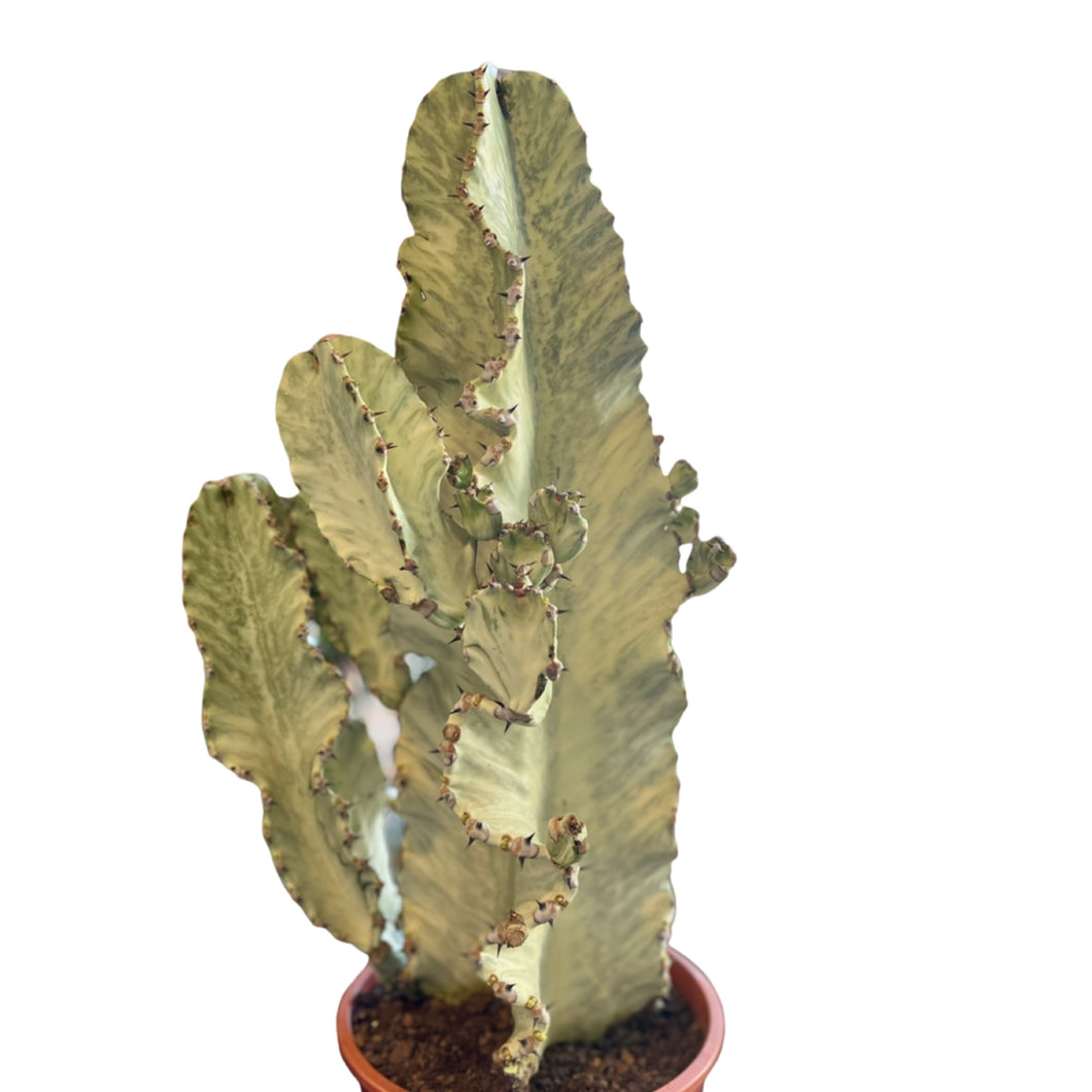 Euphorbia Ingens Erytrea  variagata Marmorata