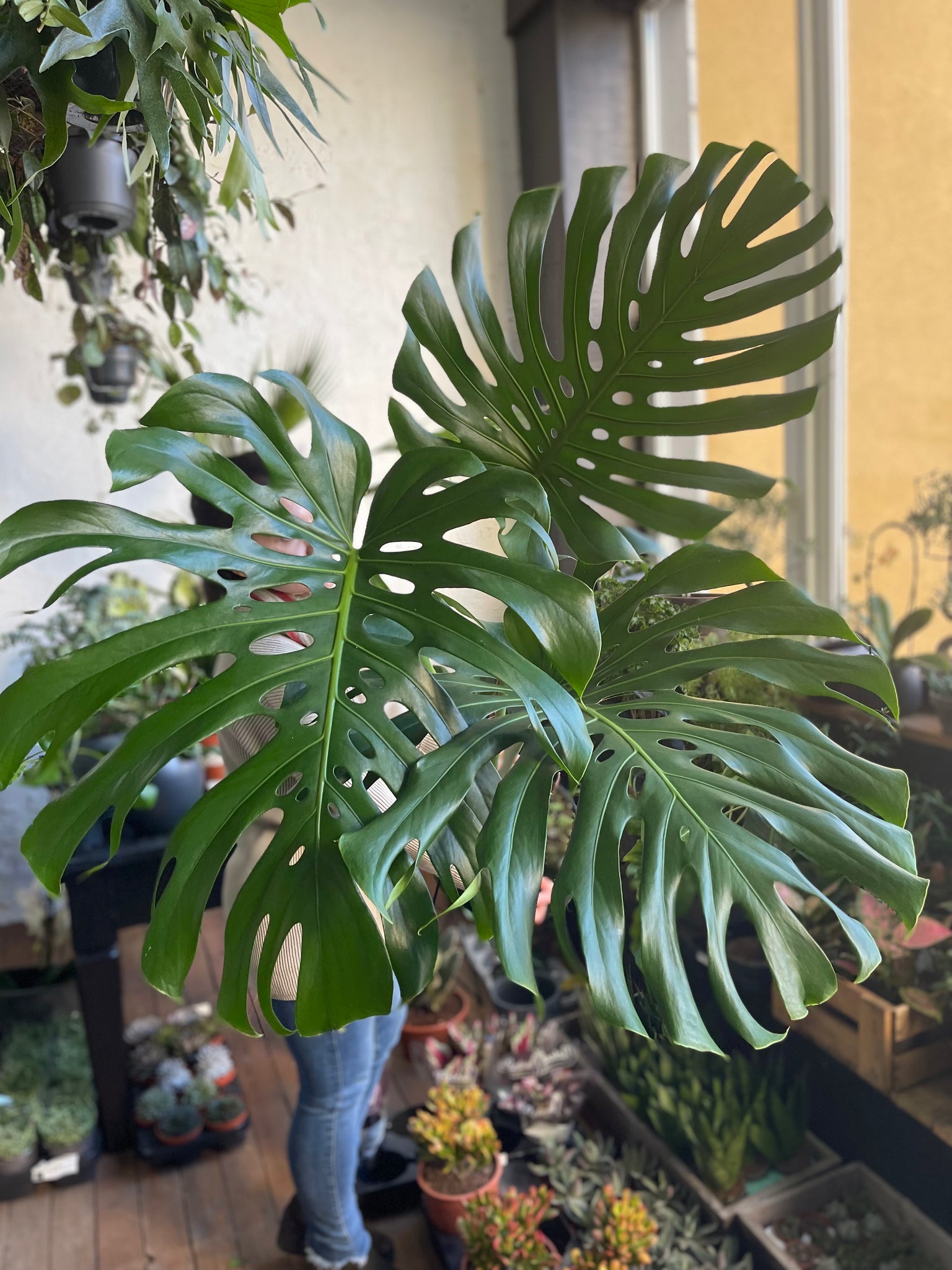 monstera deliciosa translation Monstera deliciosa big form – Gipsygarden