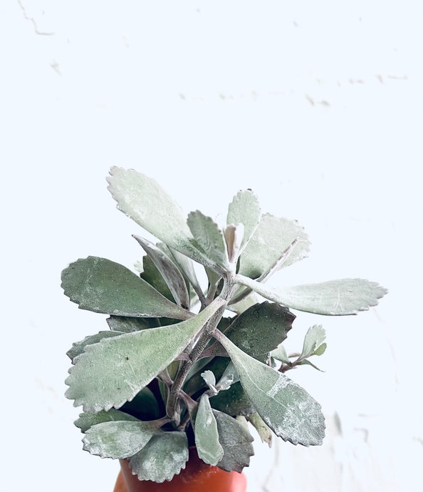 Kalanchoe Pumila