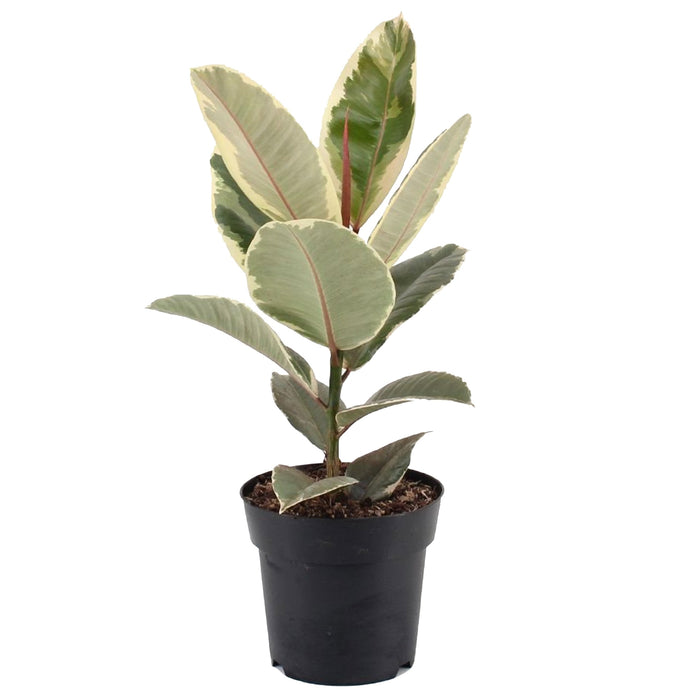 Ficus Tineke