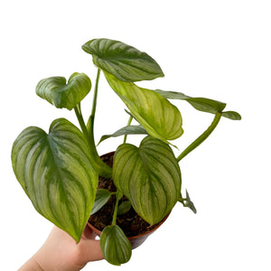 Philodendron Mamei