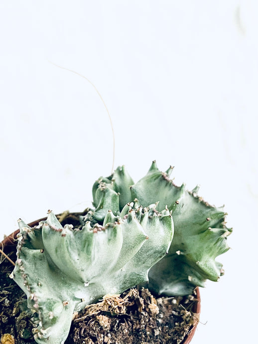 Euphorbia lactea variagata cristata