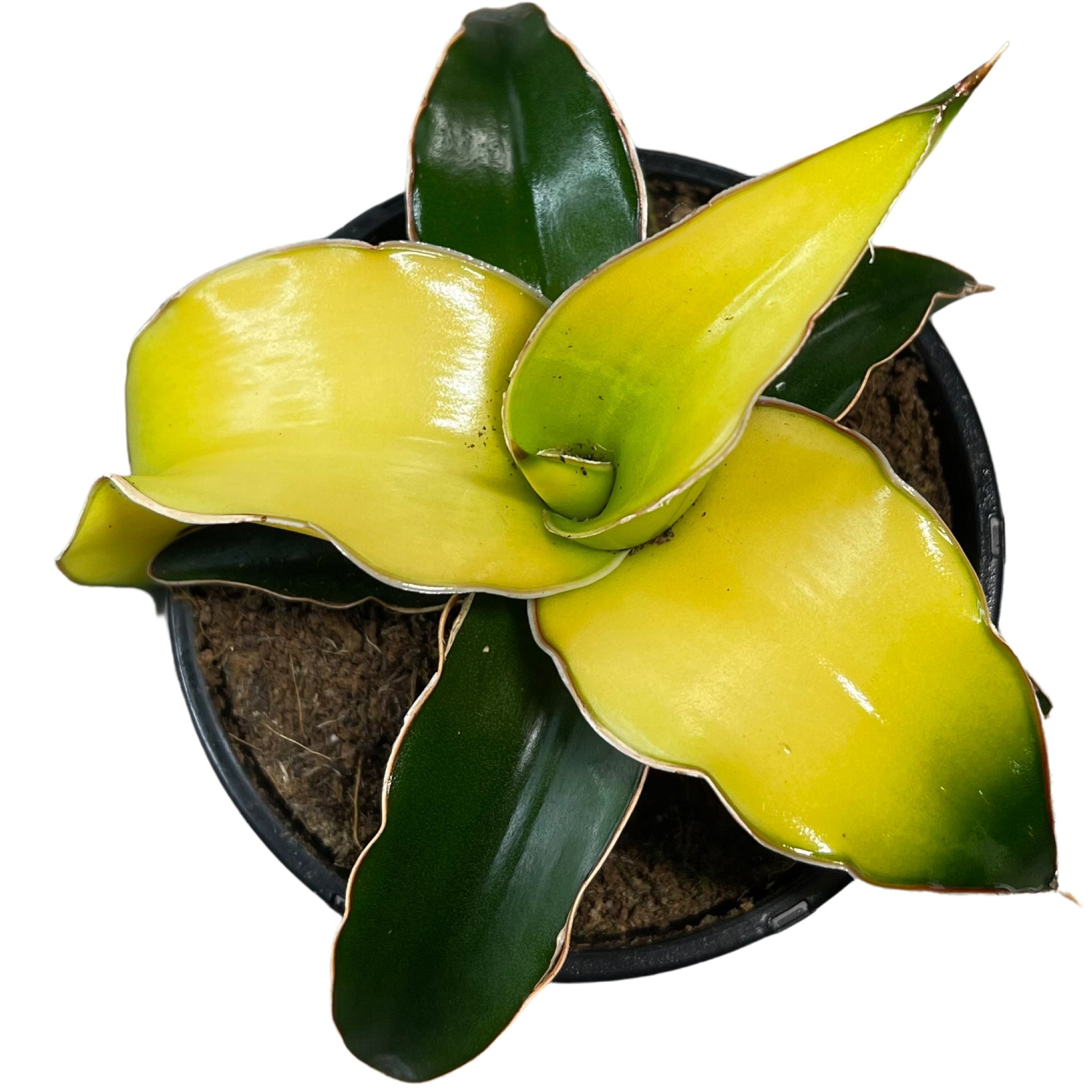 sansevieria canary Sansavieria star Canary – Gipsygarden