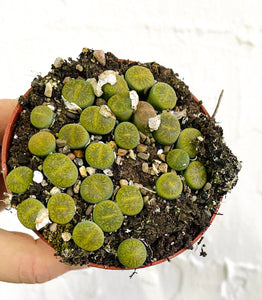 Lithops Living stones