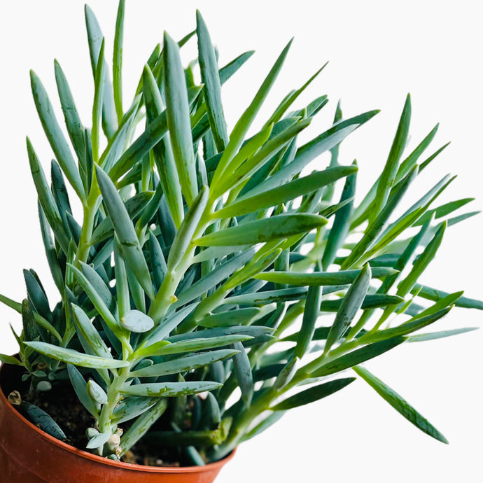 Senecio ficoides curio 