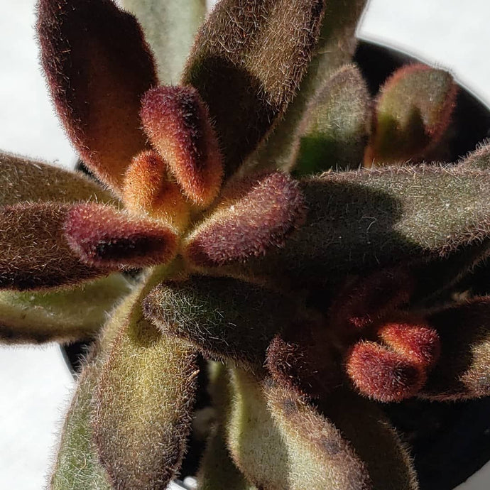 Kalanchoe tomentosa cinnamone