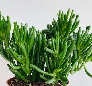 Crassula Ovata Hobbit tree 17cmx35cm