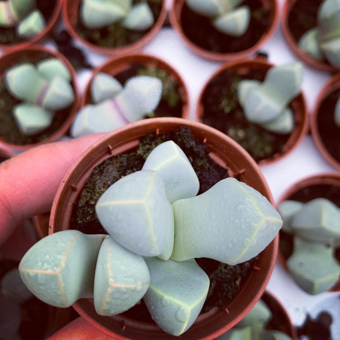 Lapidaria margaritae