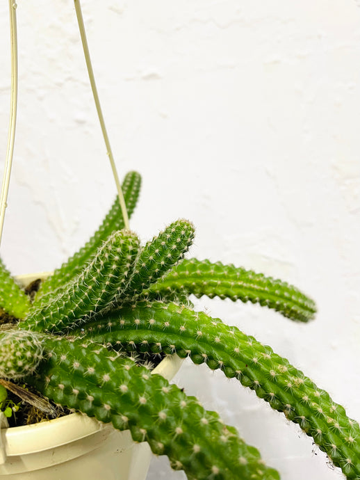 Lobivia sylvestris aka Chamaecereus sylvestris