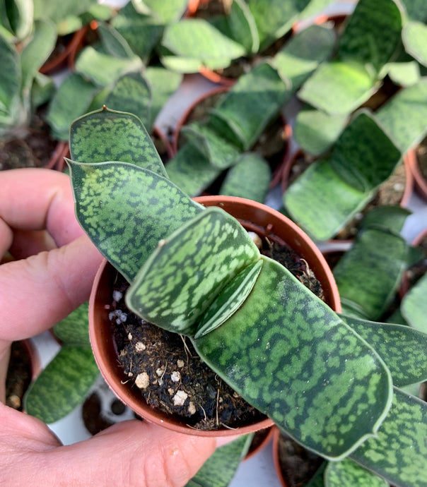 Gasteria Little warthii