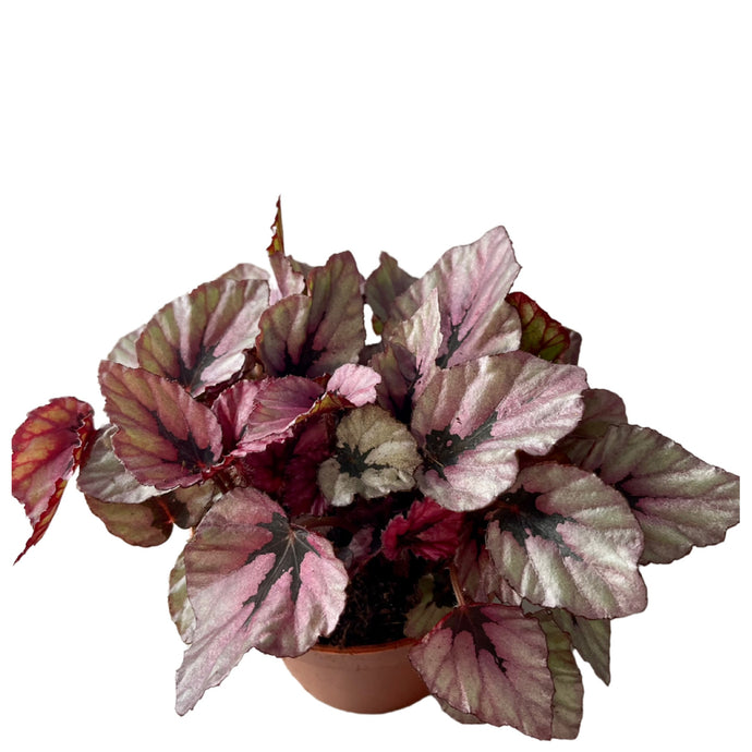 Begonia rex beleaf Red kiss