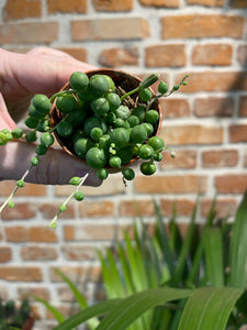 Senecio rowleyanus Tear drop