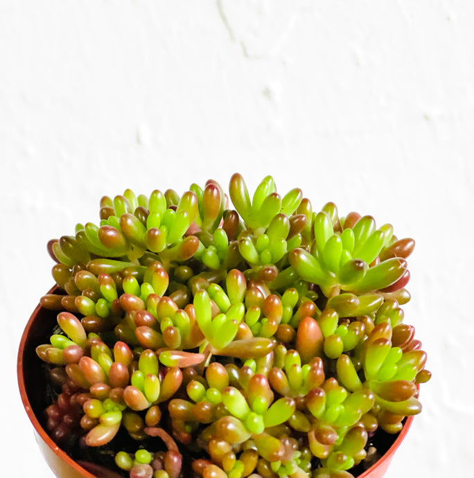 Sedum rubrotinctum