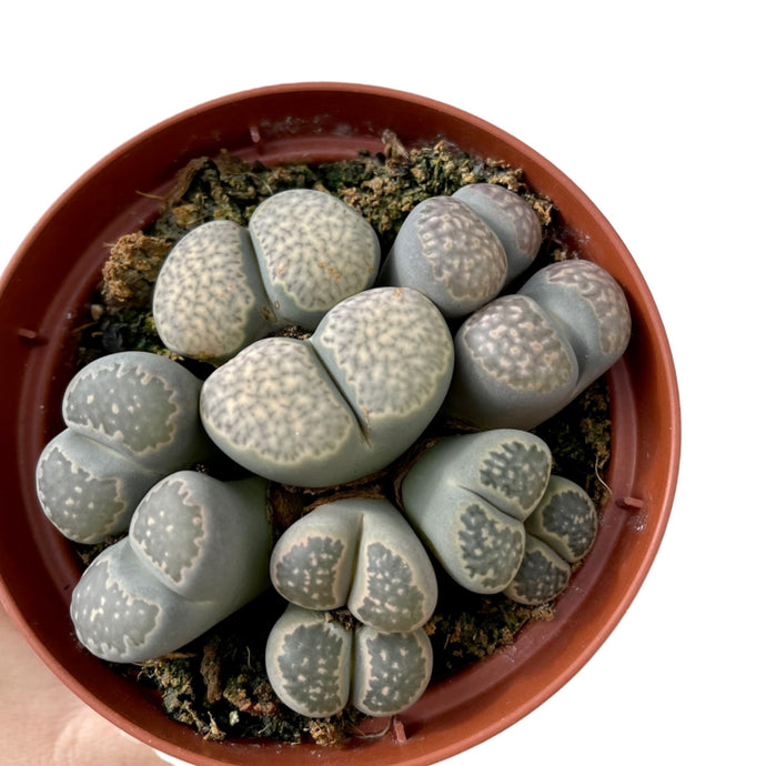 Lithops Grey