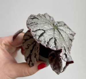 Begonia rex Chao