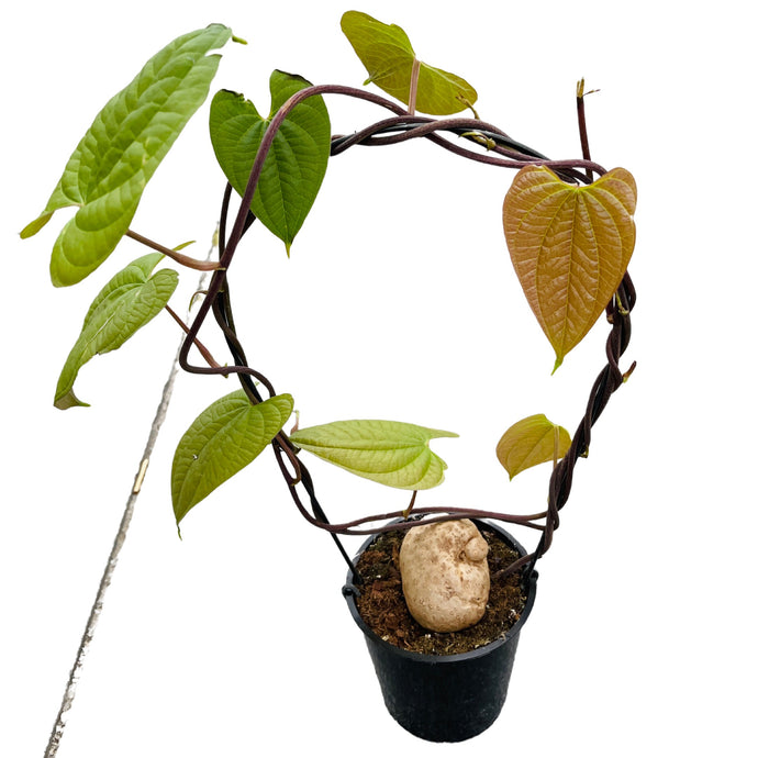 Dioscorea bulbifera