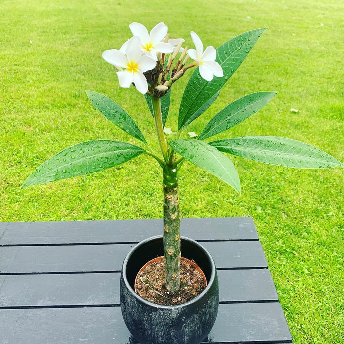 Plumeria rubra Hawaiian Pearl