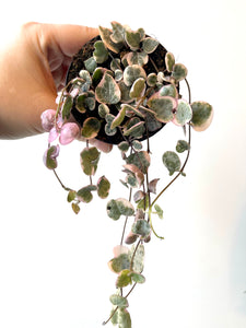 Ceropegia woodii variagata