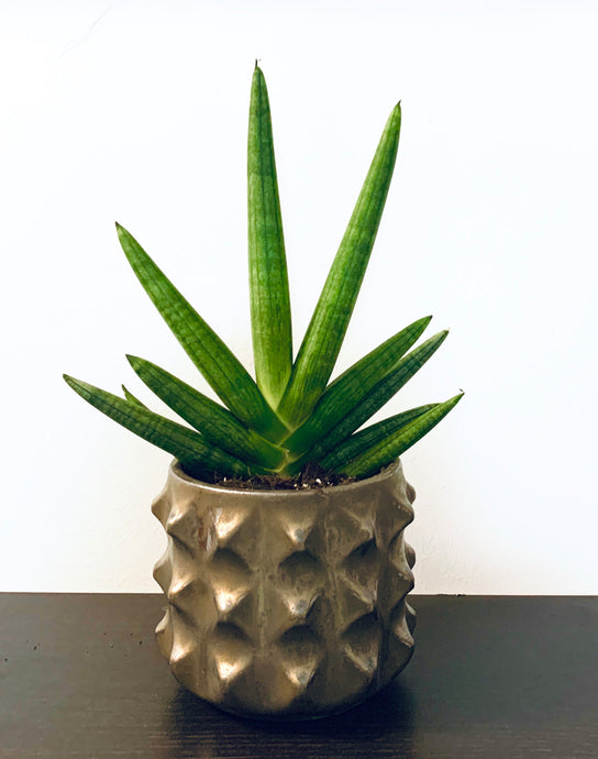 Sansavieria cylindrica Tiara Dino Green