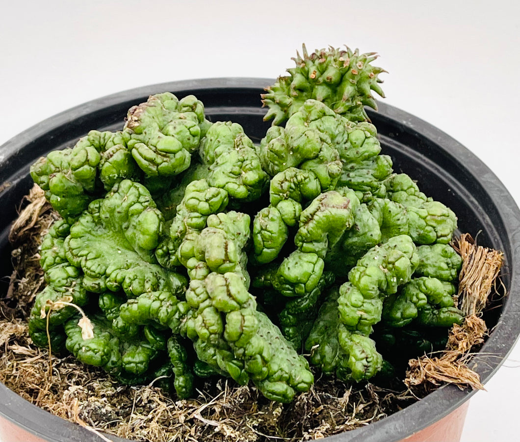 Euphorbia Enopla Cristata