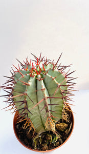 Euphorbia Horrida