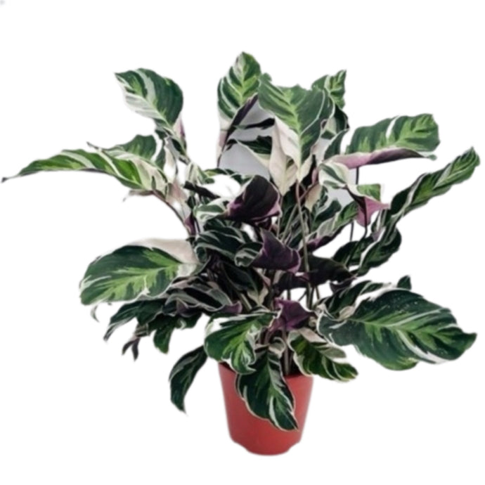 Calathea Fusion White