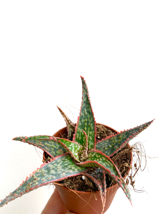 Aloe Pink blush