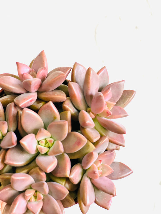 Sedum bordeaux heart