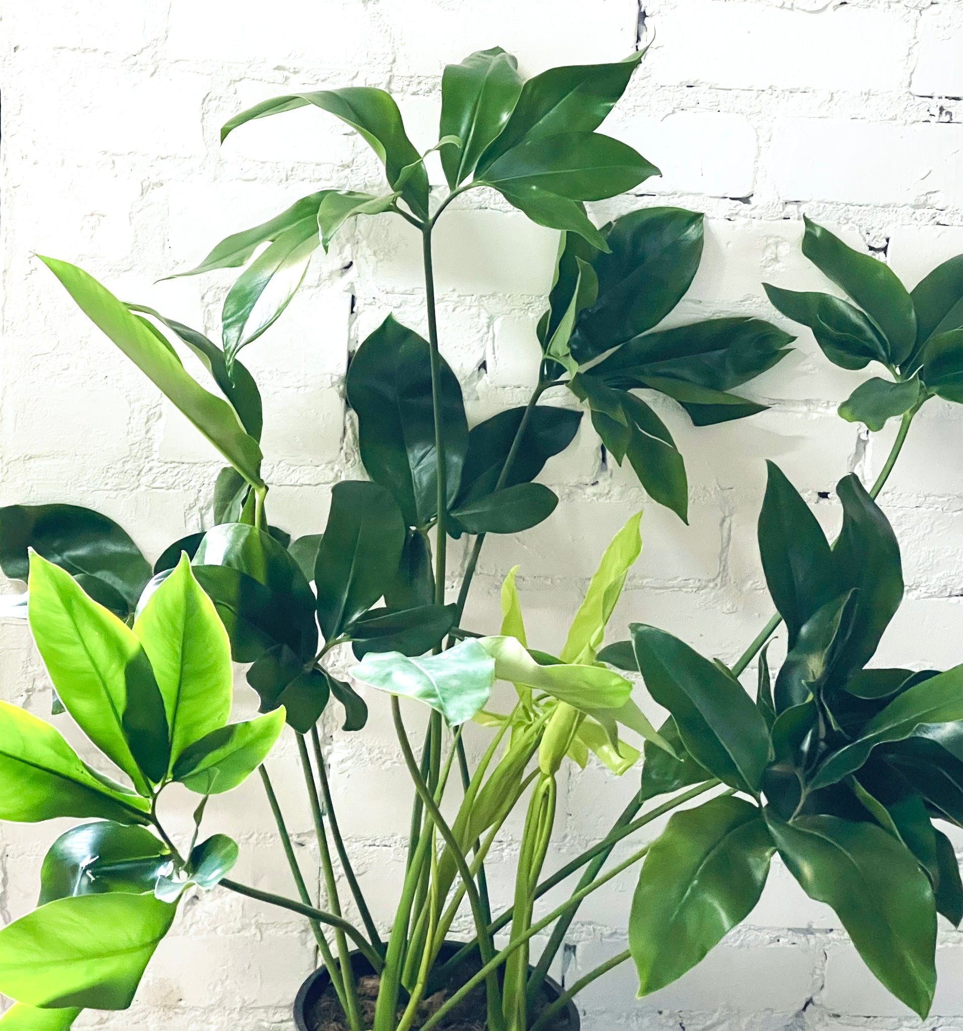philodendron rabbit Philodendron Funny bunny – Gipsygarden