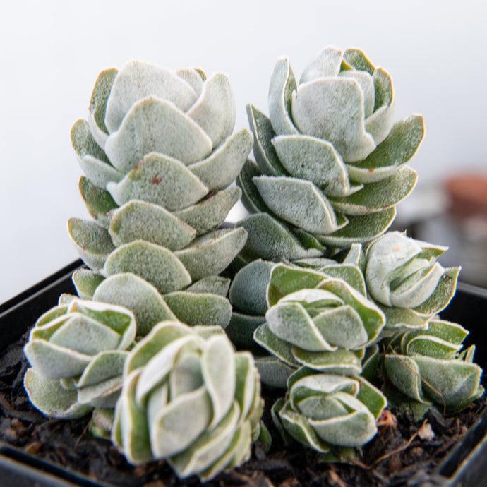 Crassula perfoliata Pangolin