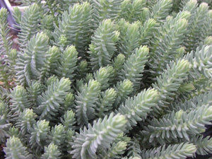 Sedum reflexum Blue spruce