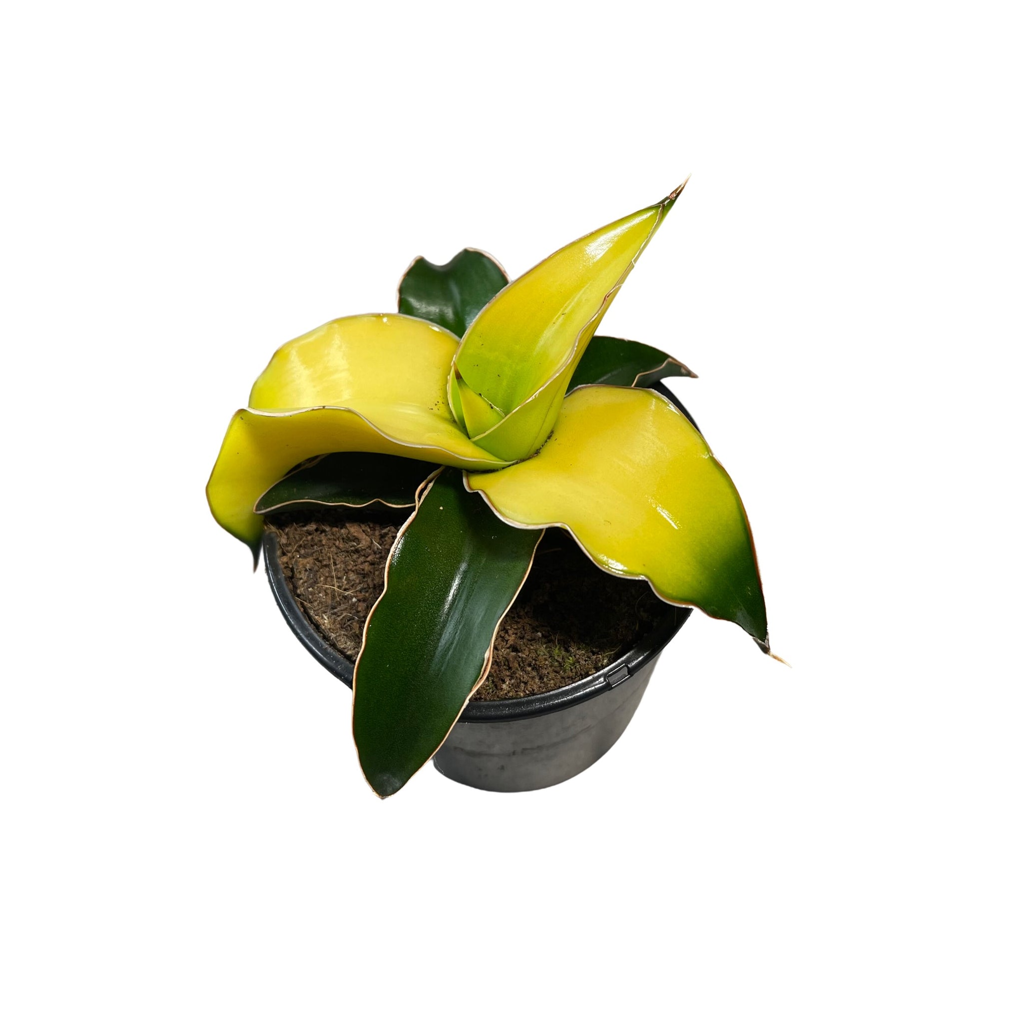 sansevieria star canary Sansavieria star Canary – Gipsygarden
