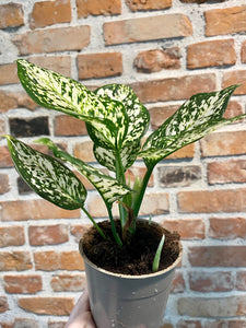 Aglaonema white star